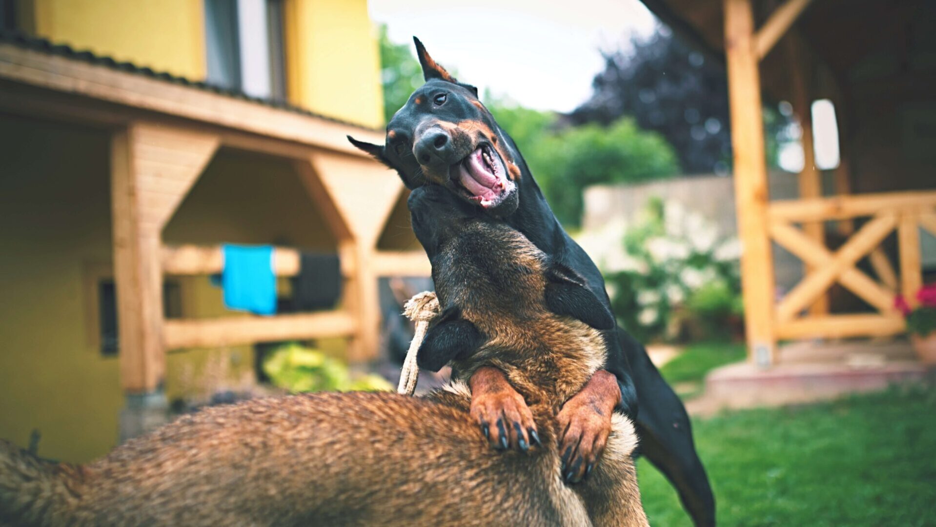 adult-black-and-rust-doberman-pinscher-on-selective-focus-1719626 (1)