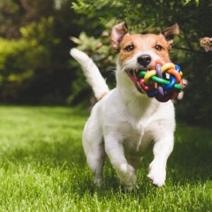 A dog holding a ball in its mouth and running