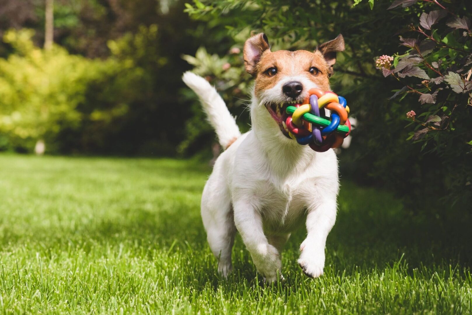 A dog holding a ball in its mouth and running